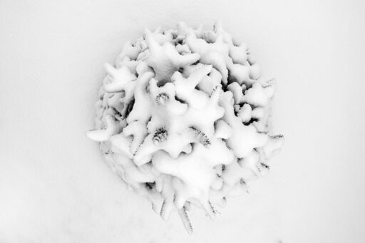 Janusz Wjcieszak wystawa